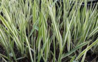 Kirju mannataim (Glyceria maxima Variegata)