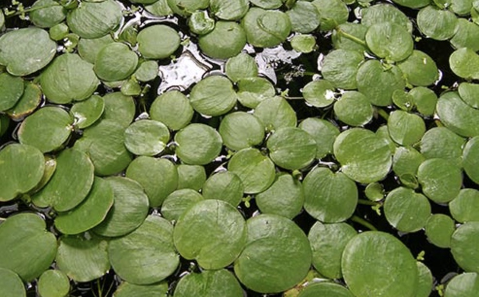 Limnobium spongia