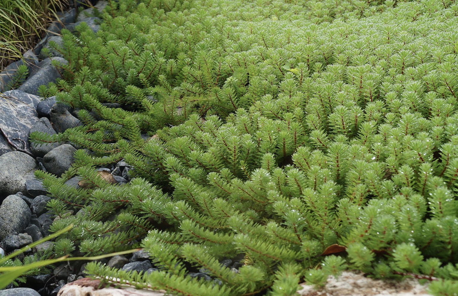 Lääne-vesikuusk (Myriophyllum hippuroides)
