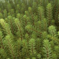 Lääne-vesikuusk (Myriophyllum hippuroides)
