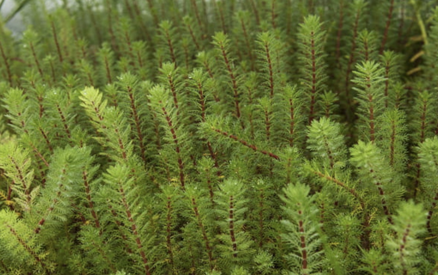 Lääne-vesikuusk (Myriophyllum hippuroides)
