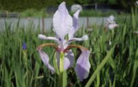 Siberi iiris Lavender Bounty