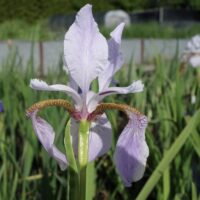 Siberi iiris Lavender Bounty