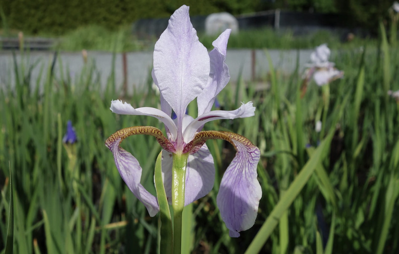 Siberi iiris Lavender Bounty