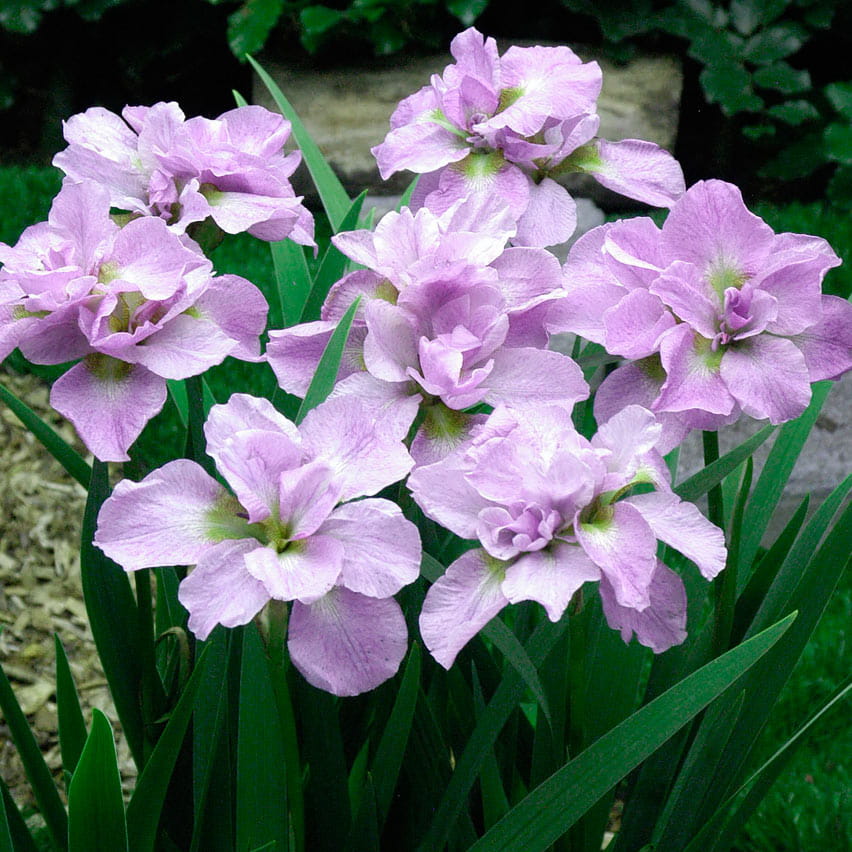 Siberi iiris Kita-No-Seiza