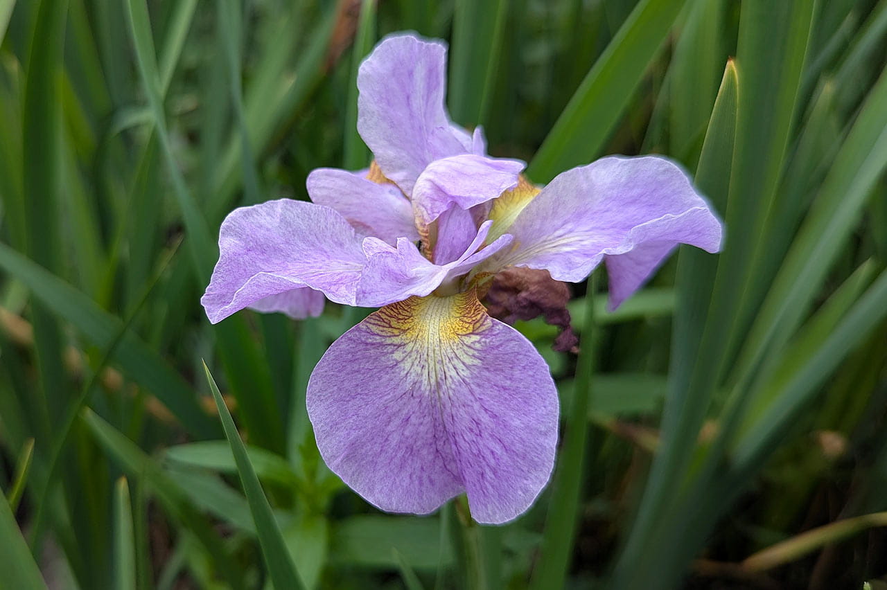 Siberi iiris Kita-No-Seiza