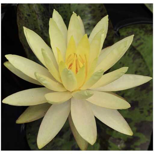 Vesiroos Yellow Queen