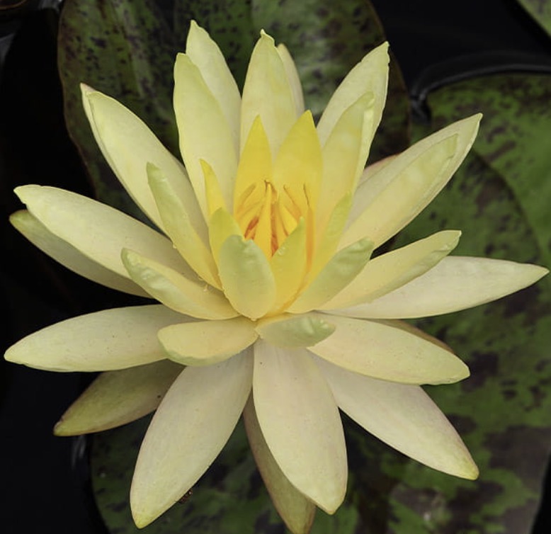 Vesiroos Yellow Queen