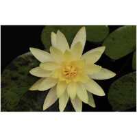 Vesiroos Yellow Queen