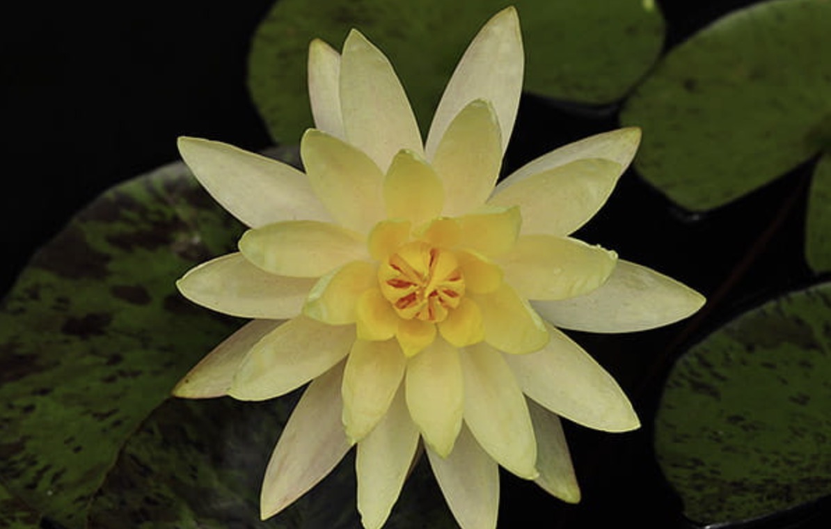 Vesiroos Yellow Queen