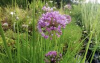 Sooküüslauk (Allium palustris)
