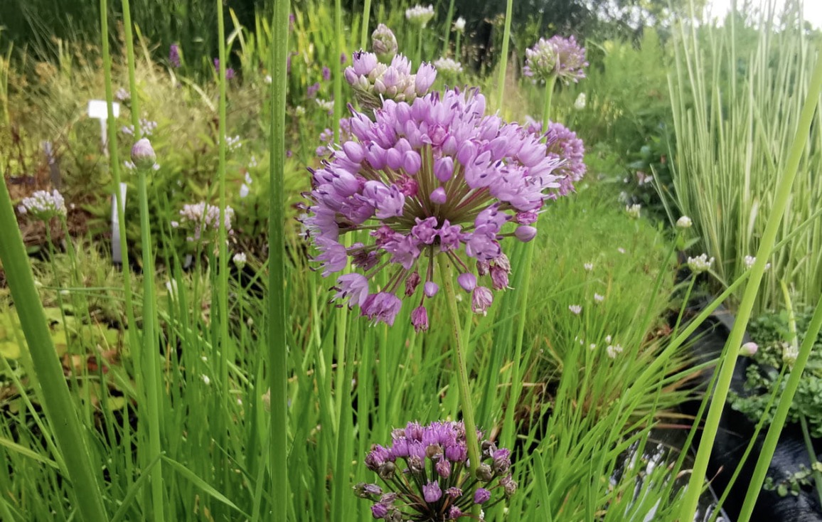 Sooküüslauk (Allium palustris)