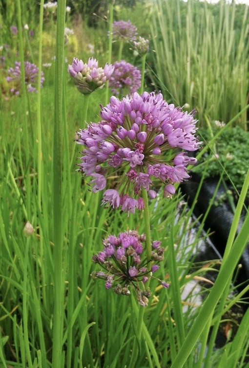 Sooküüslauk (Allium palustris)