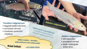 Valgeamuur või Albiino valgeamuur