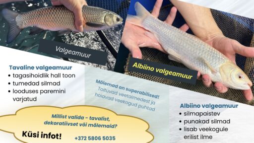Valgeamuur või Albiino valgeamuur