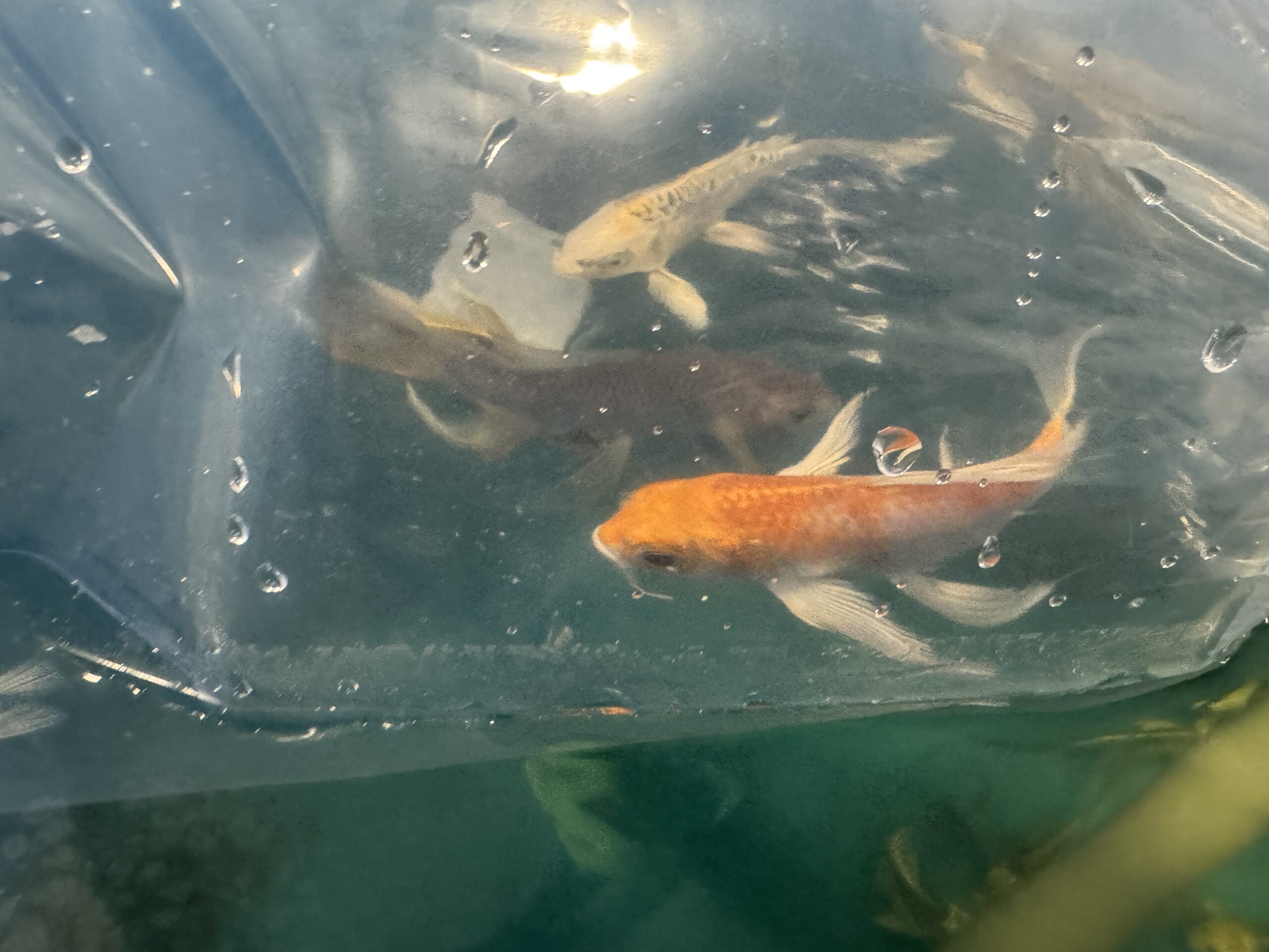 Butterfly koi karp