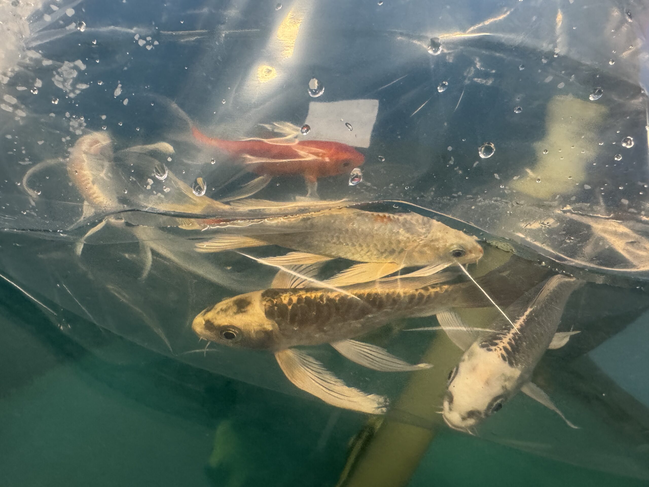 Butterfly koi karp