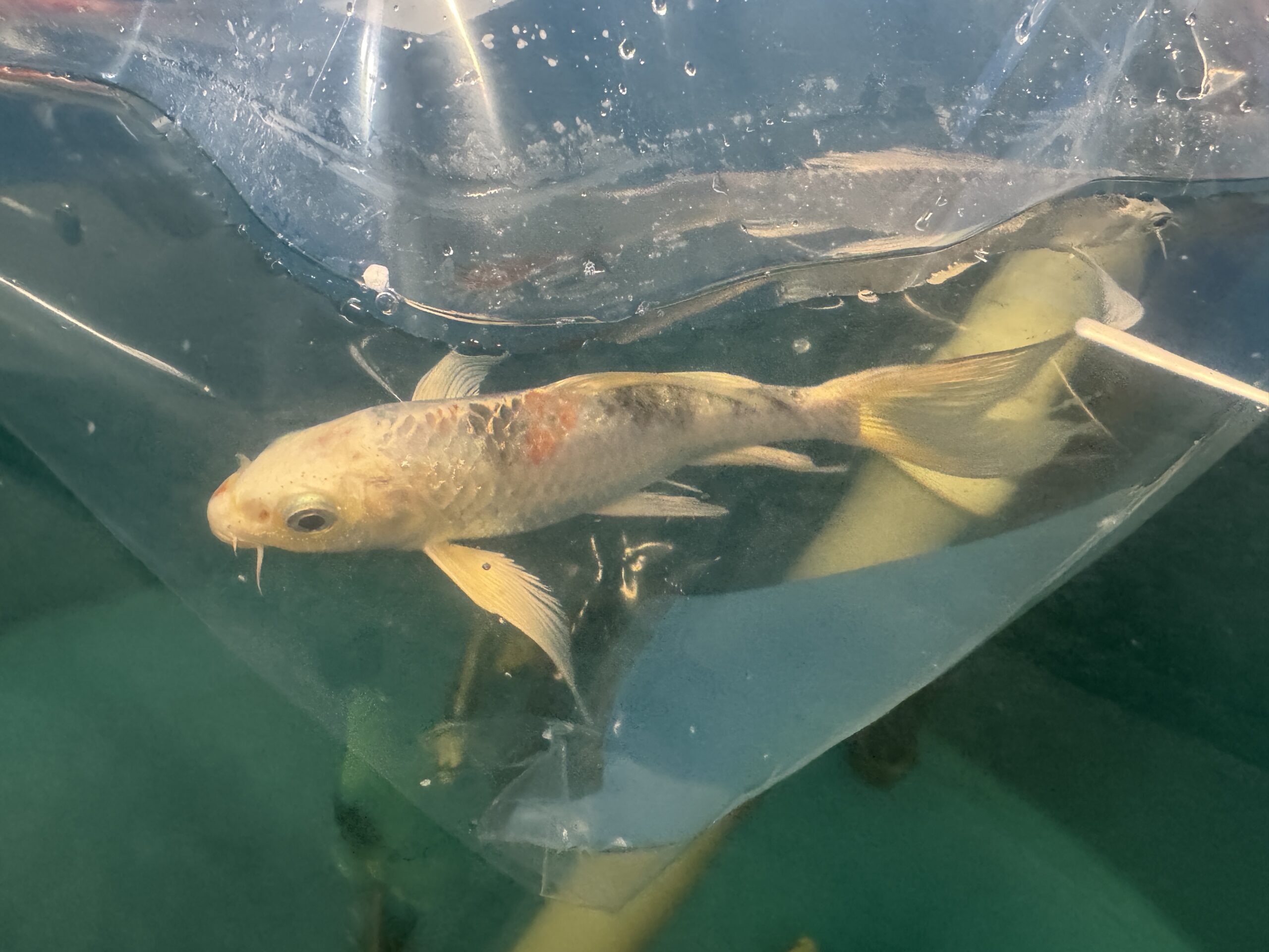 Butterfly koi karp