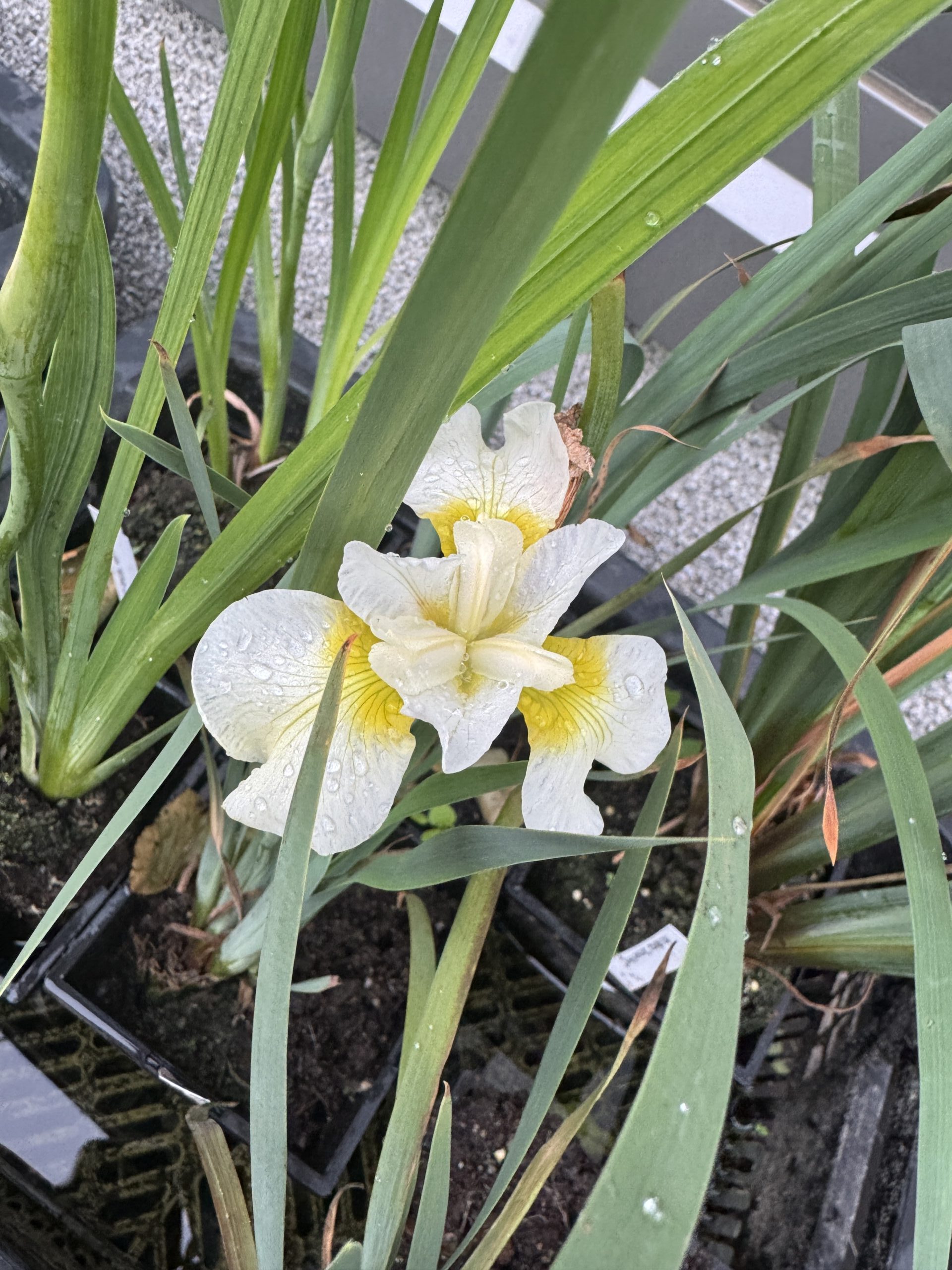 Siberian iris Butter and Sugar