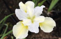 Iiris Butter and Sugar