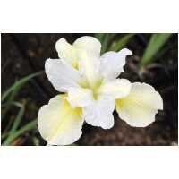 Siberian iris Butter and Sugar