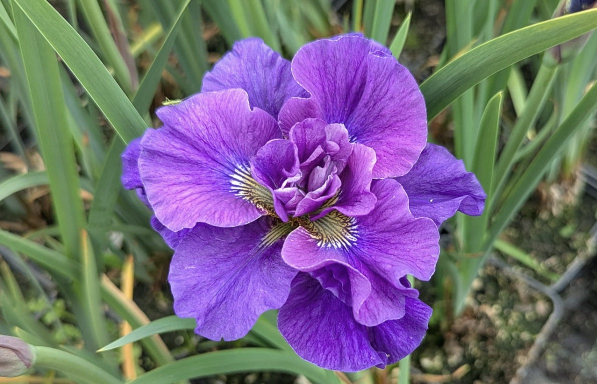 Siberian iris Concord Crush