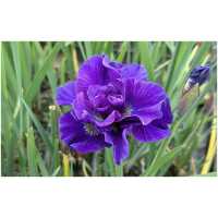 Siberian iris Concord Crush