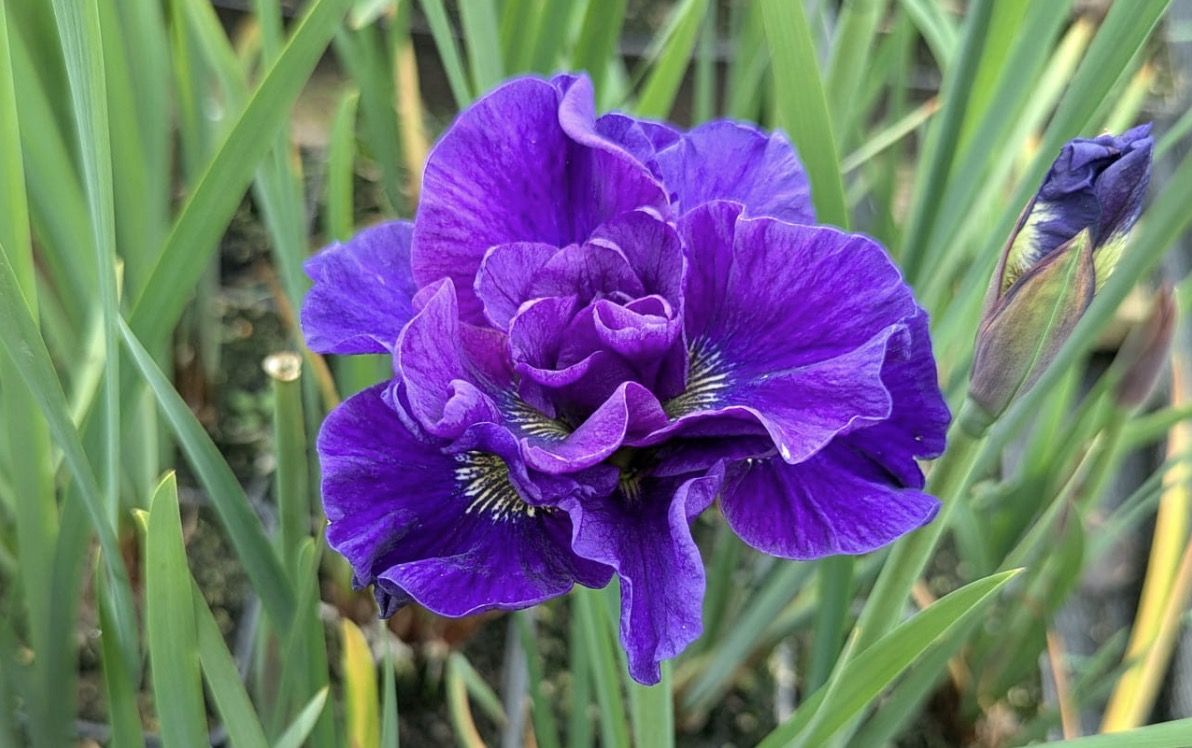 Siberian iris Concord Crush