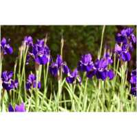Siberian iris Kundel