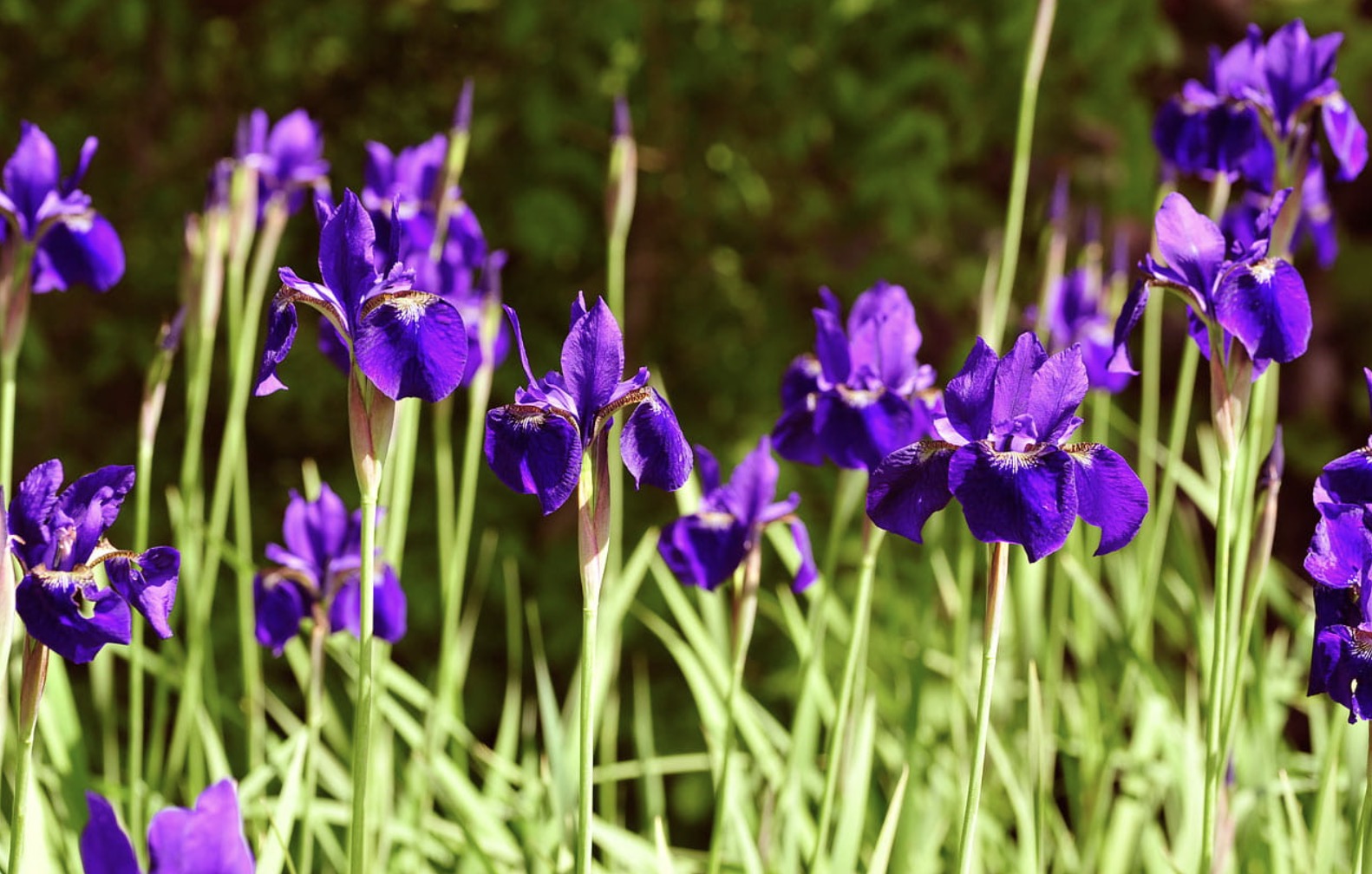 Siberian iris Kundel