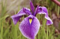 Iiris sibirica Hubbard