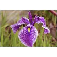 Siberian iris Hubbard