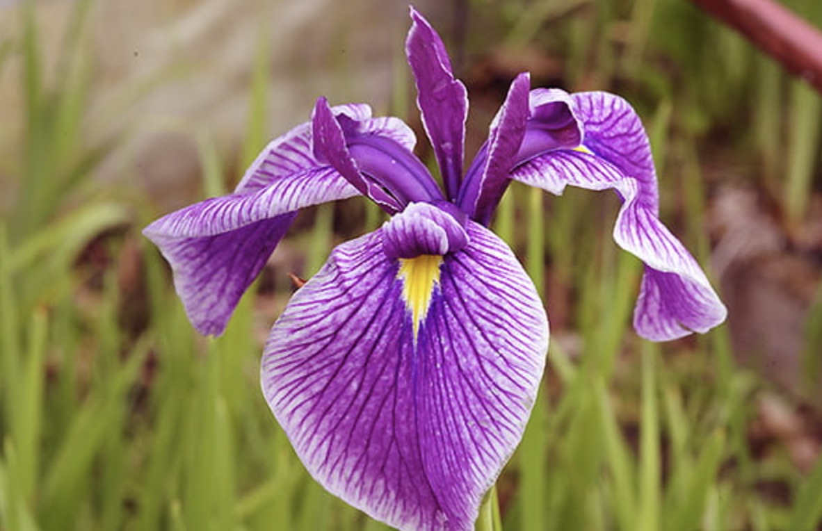 Siberian iris Hubbard