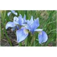 Siberian iris Soft Blue