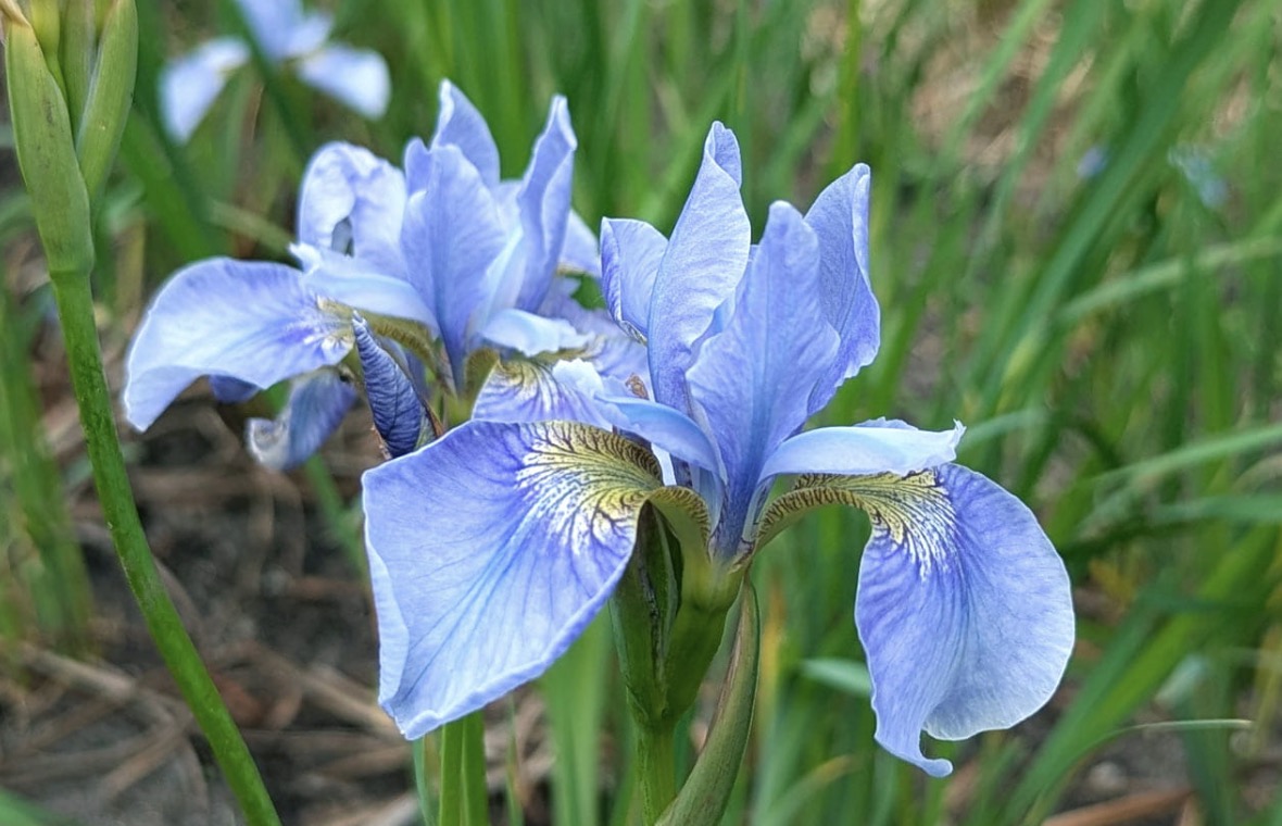 Siberian iris Soft Blue