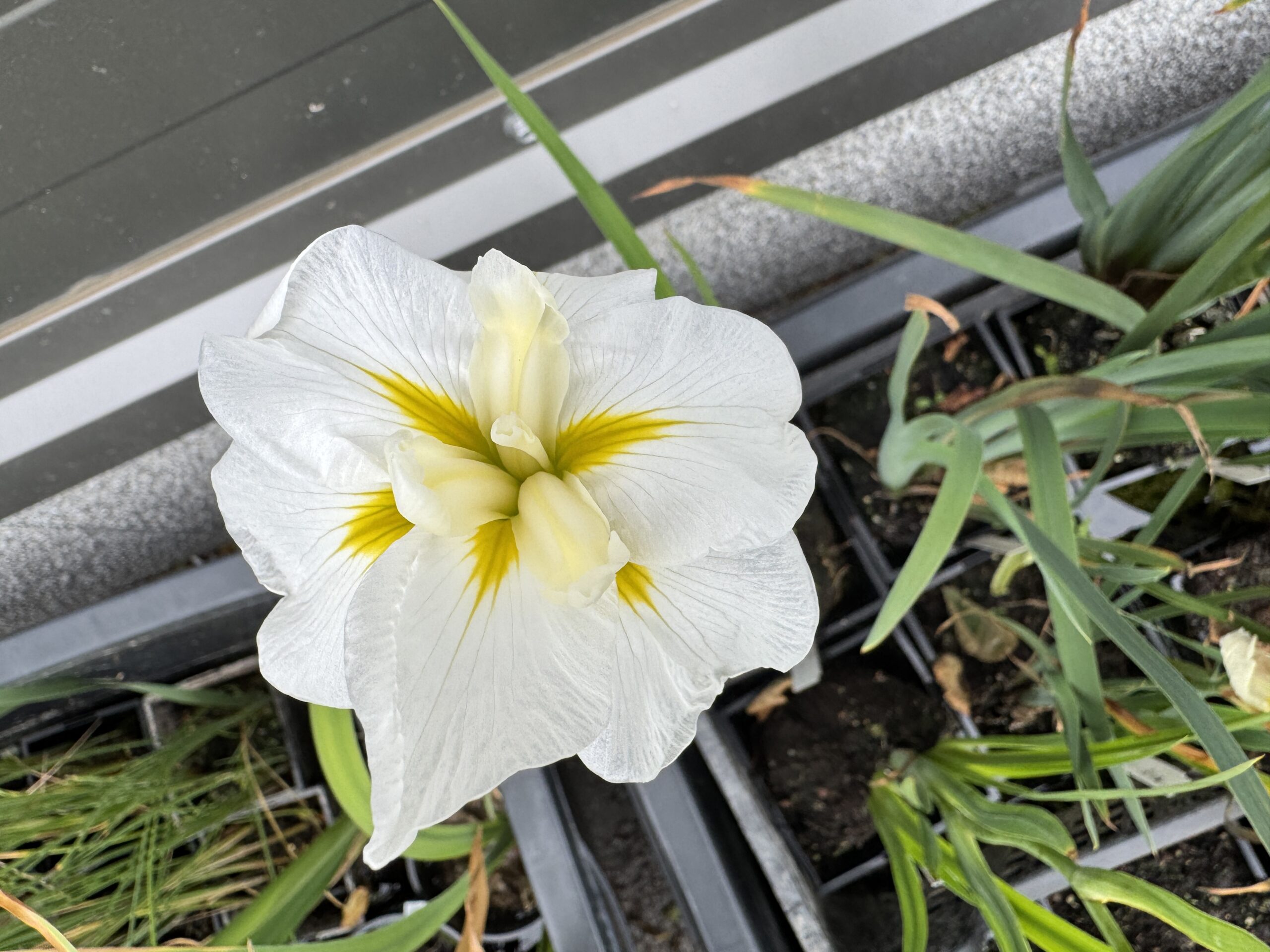 Iiris White Ladies (jaapani vesiiiris)
