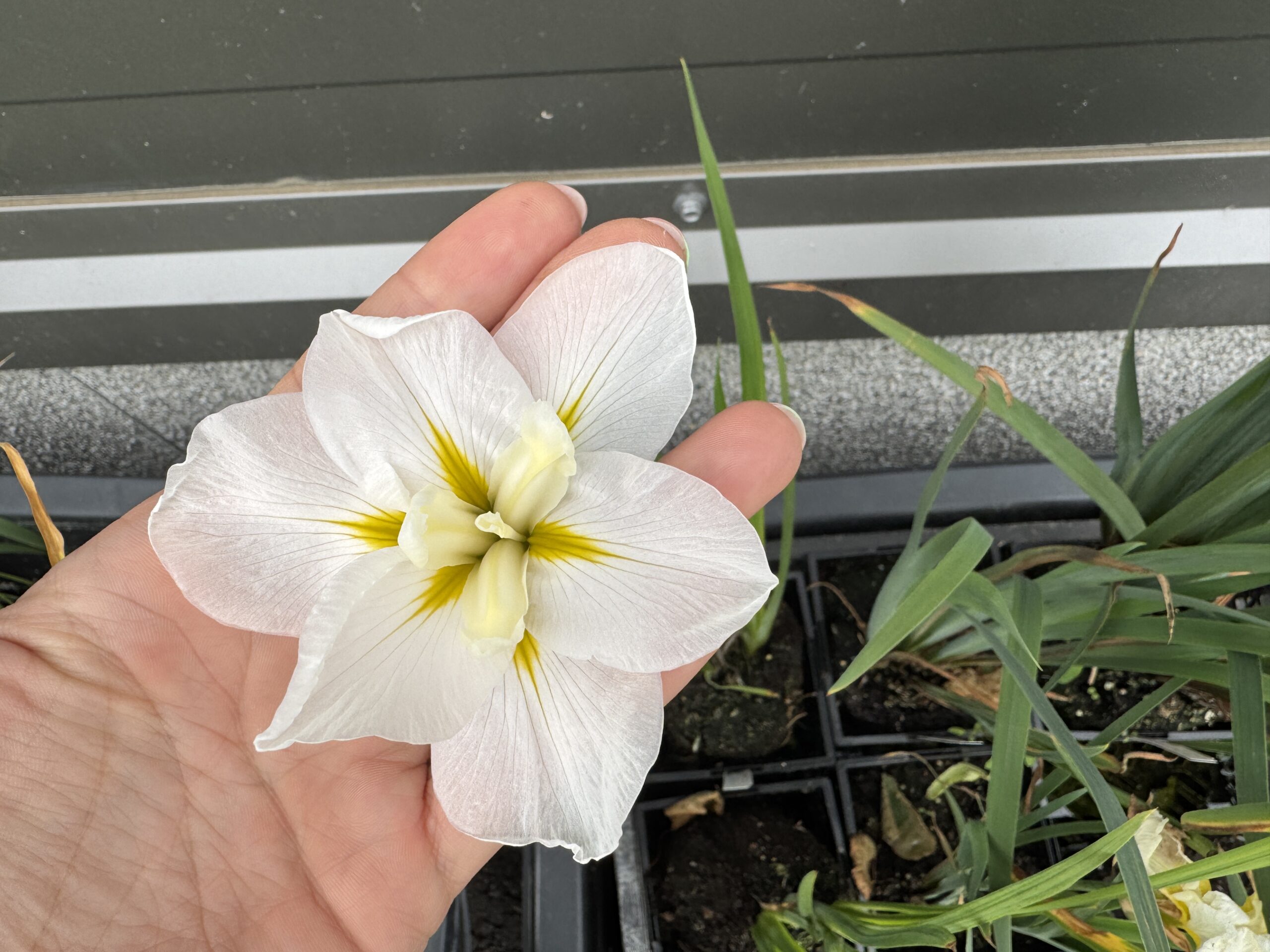 Iiris White Ladies (jaapani vesiiiris)