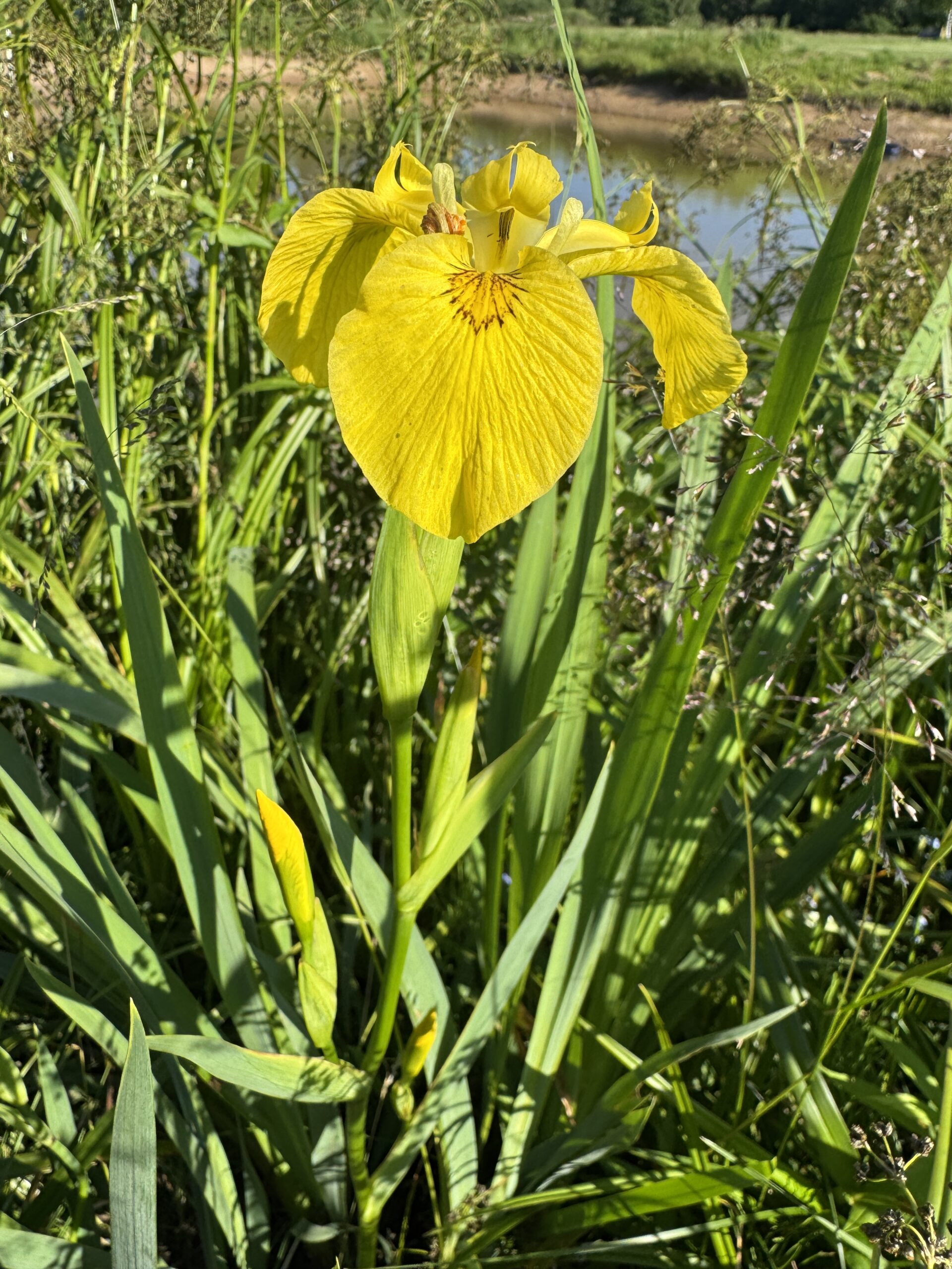 Iiris x pseudata Chance Beauty