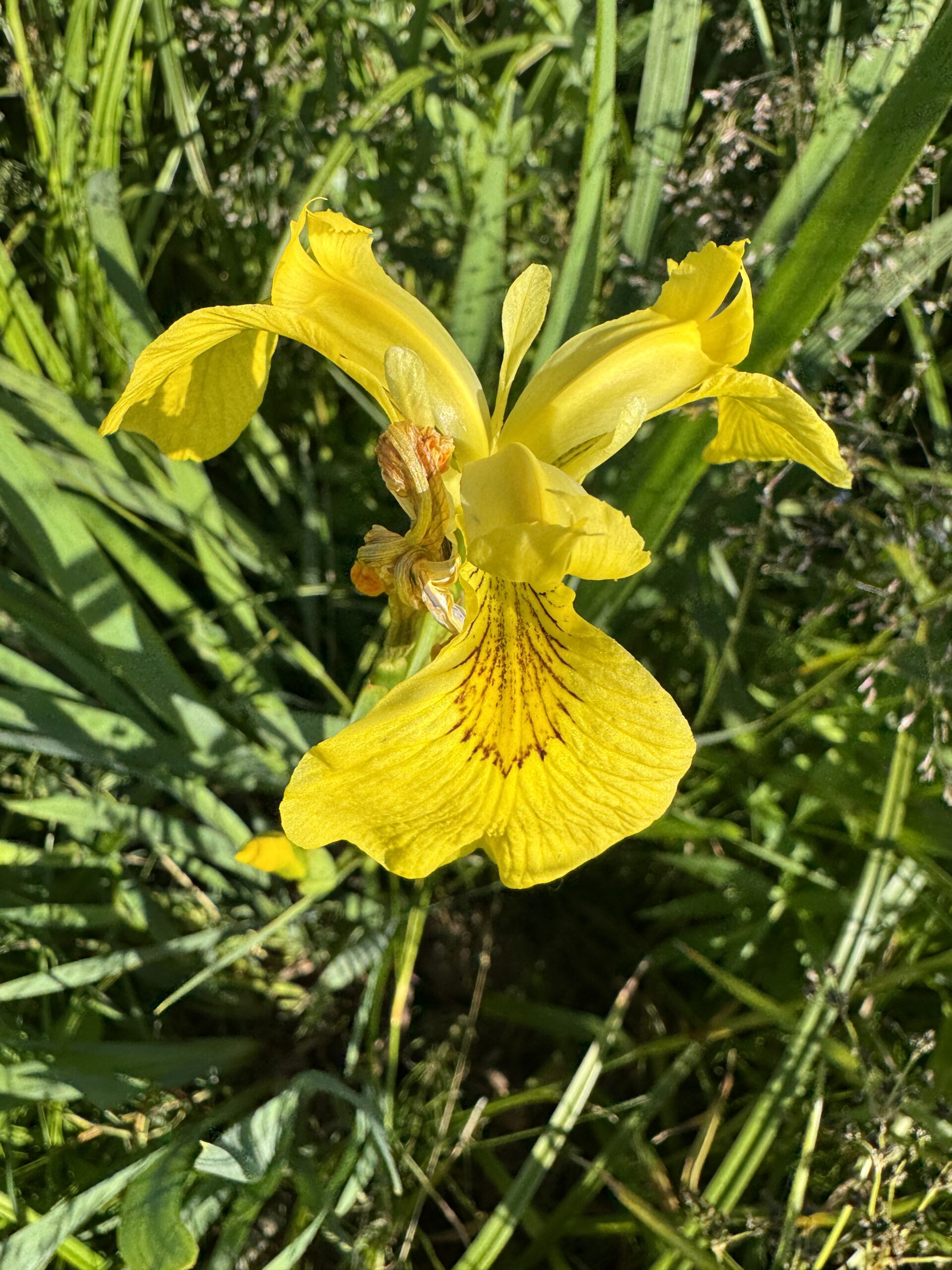 Iiris x pseudata Chance Beauty