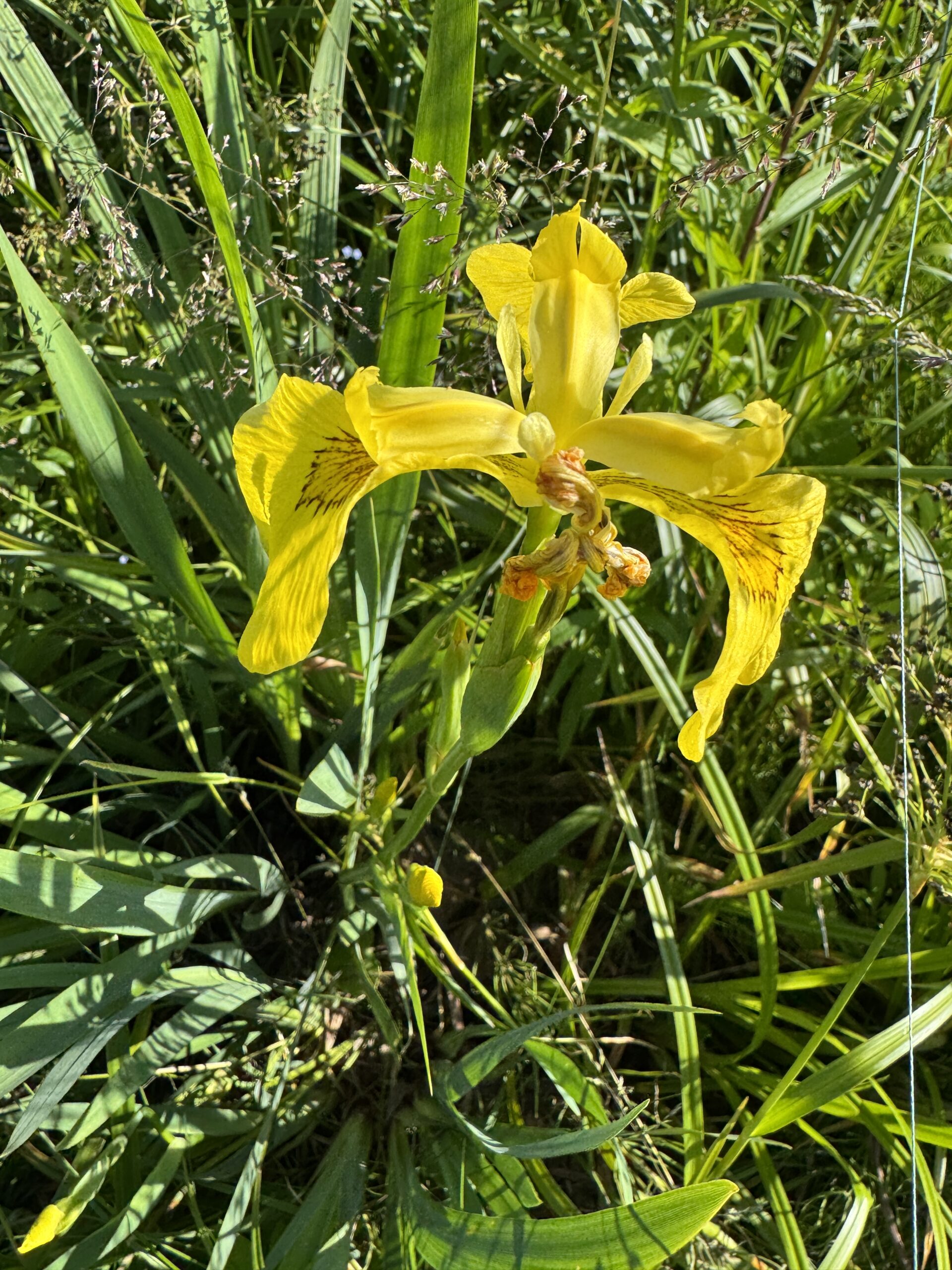 Iiris x pseudata Chance Beauty