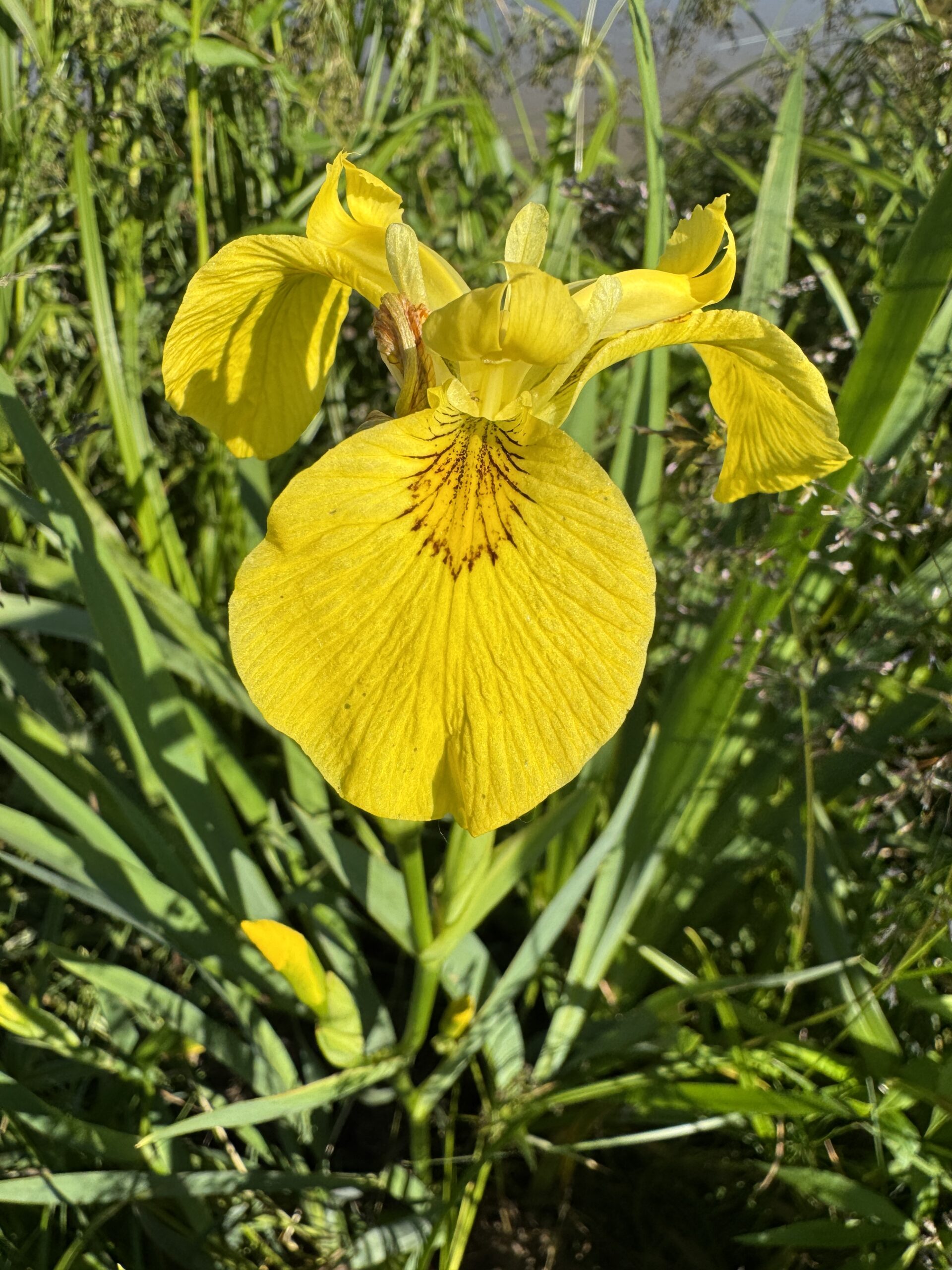 Iiris x pseudata Chance Beauty