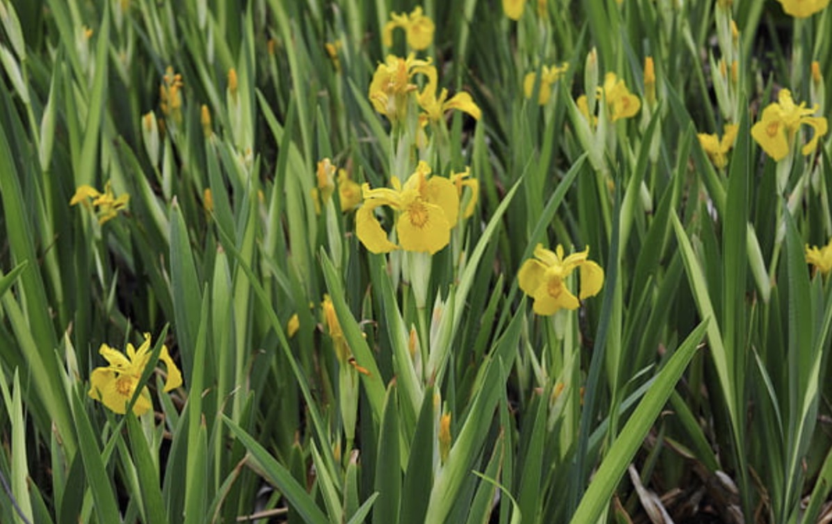 Iris pseudacorus Variegata