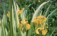 Iris pseudacorus Variegata