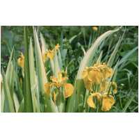 Iris pseudacorus Variegata