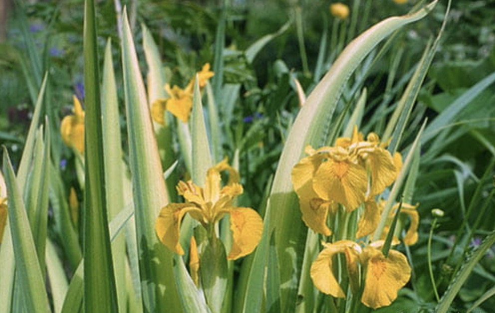 Iris pseudacorus „Variegata”