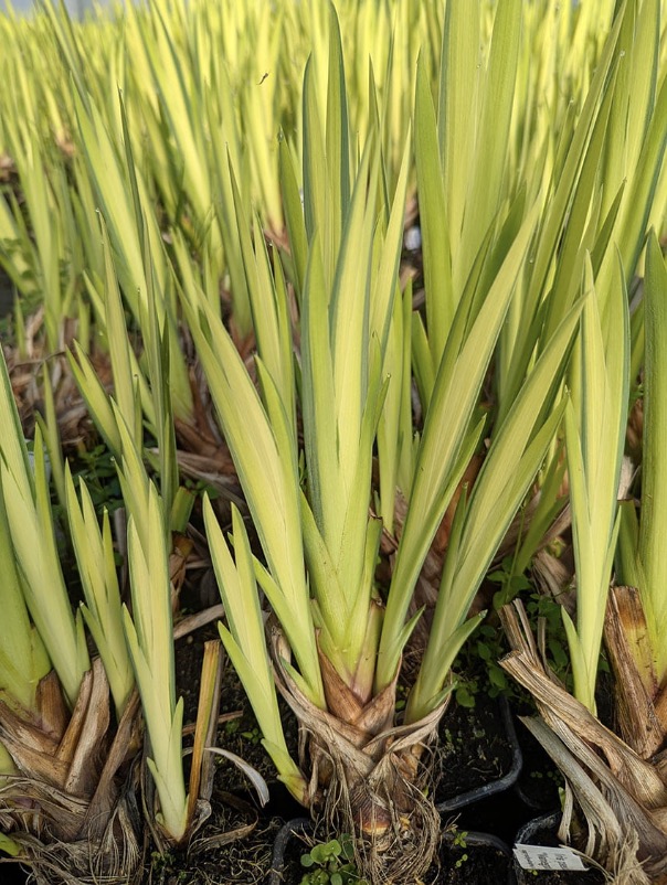 Iris pseudacorus Variegata