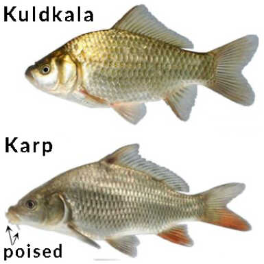 karp vs koger
