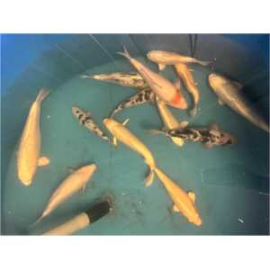 koi karp