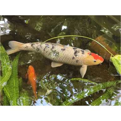 koi karpkala