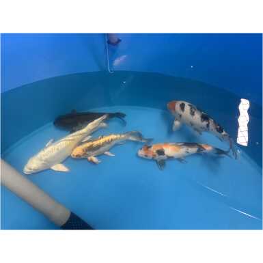 koi karpkala